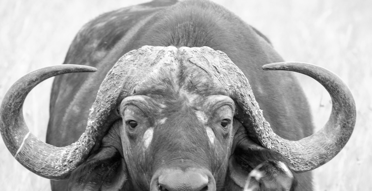 buffalo ranch buffalo