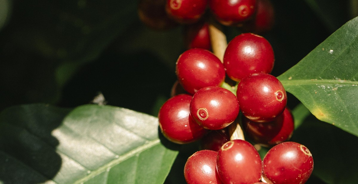 Central American coffee plantation