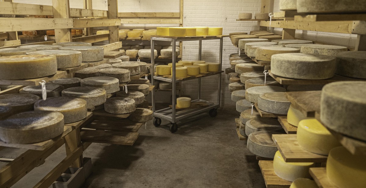 cheese storage factors