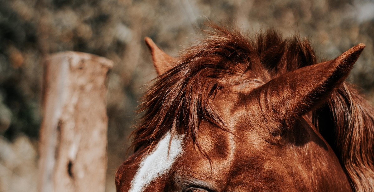 equine colic causes