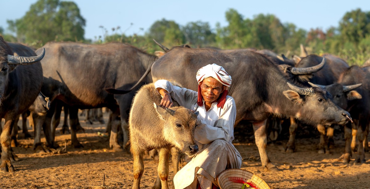 financing buffalo farm