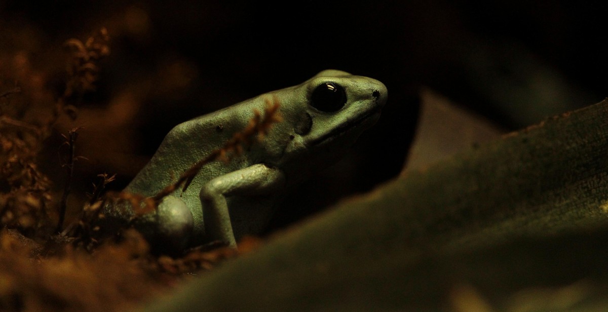 frog habitat