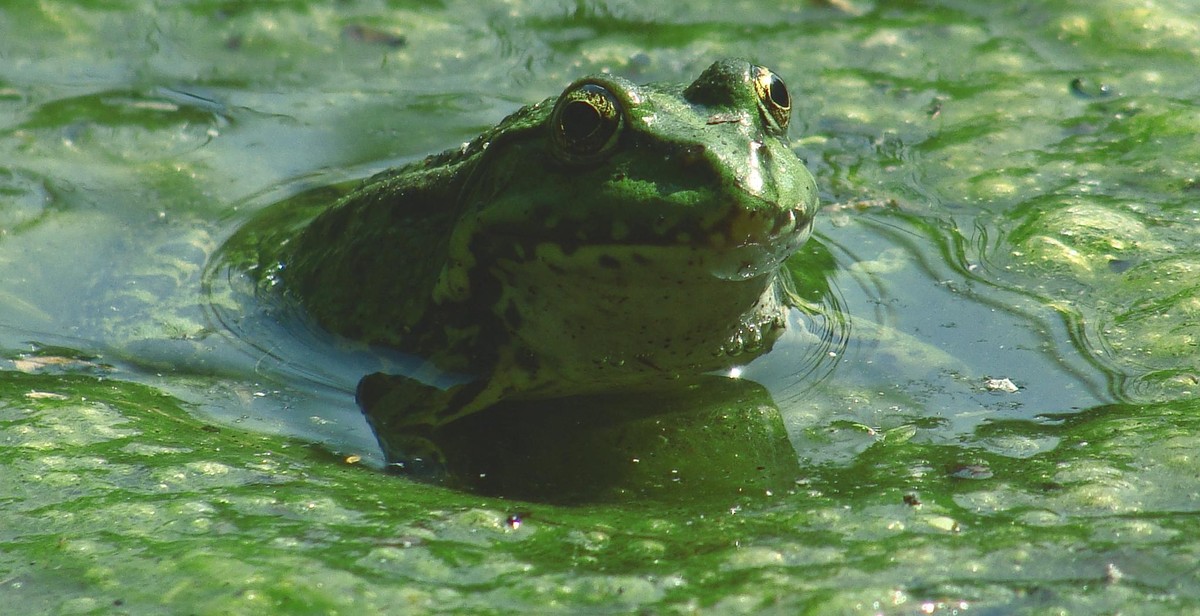 frog in pond