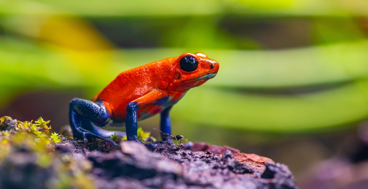 frog photography techniques