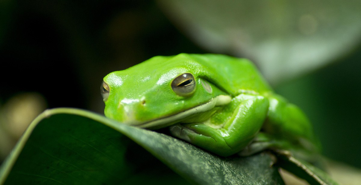 frog photography tips