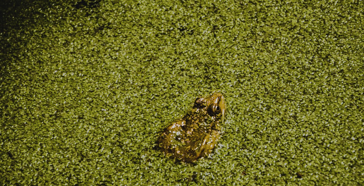 frog pond benefits