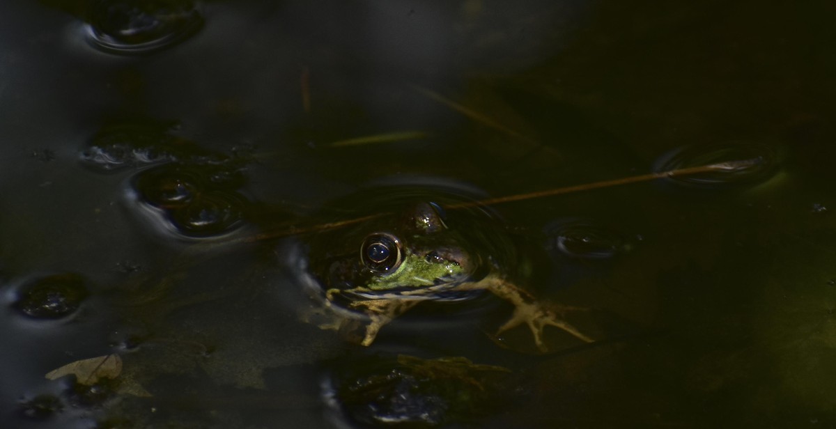 frog pond liner installation