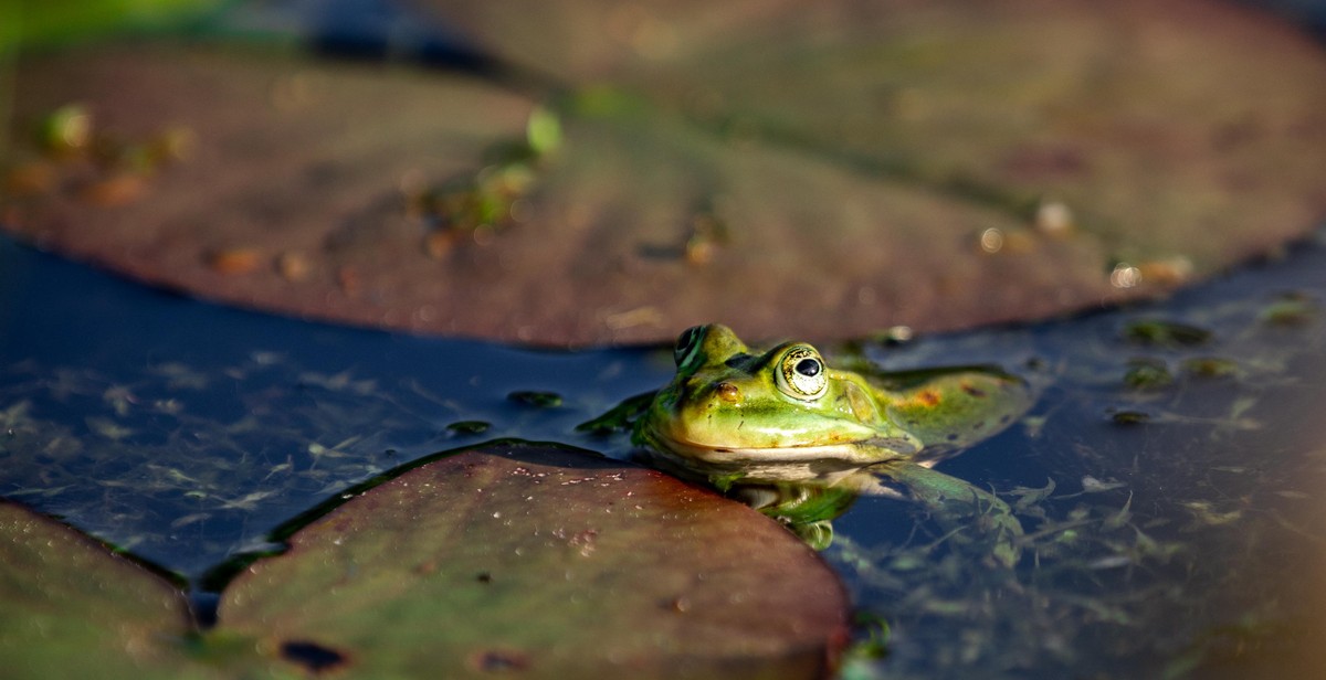 frog pond maintenance