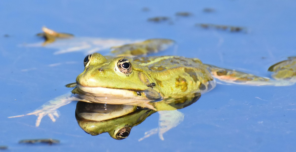 frog pond preparation