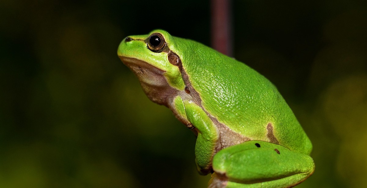 frog taxidermy