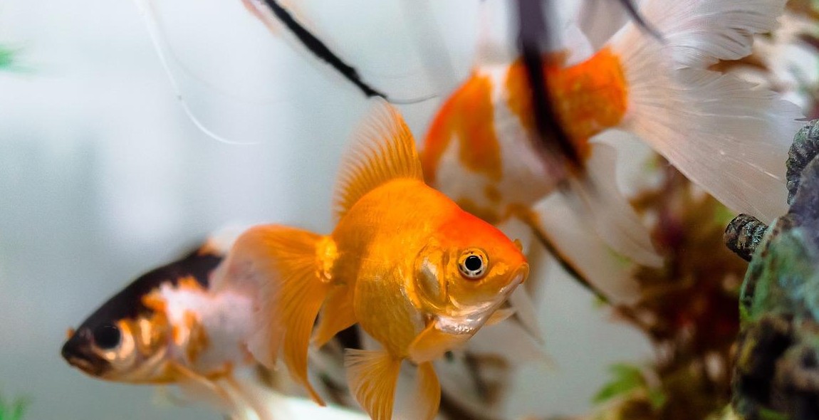 goldfish aquarium decorations
