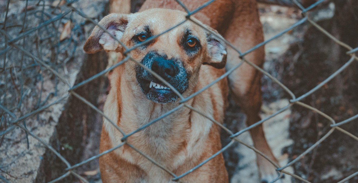 guard dog breeds