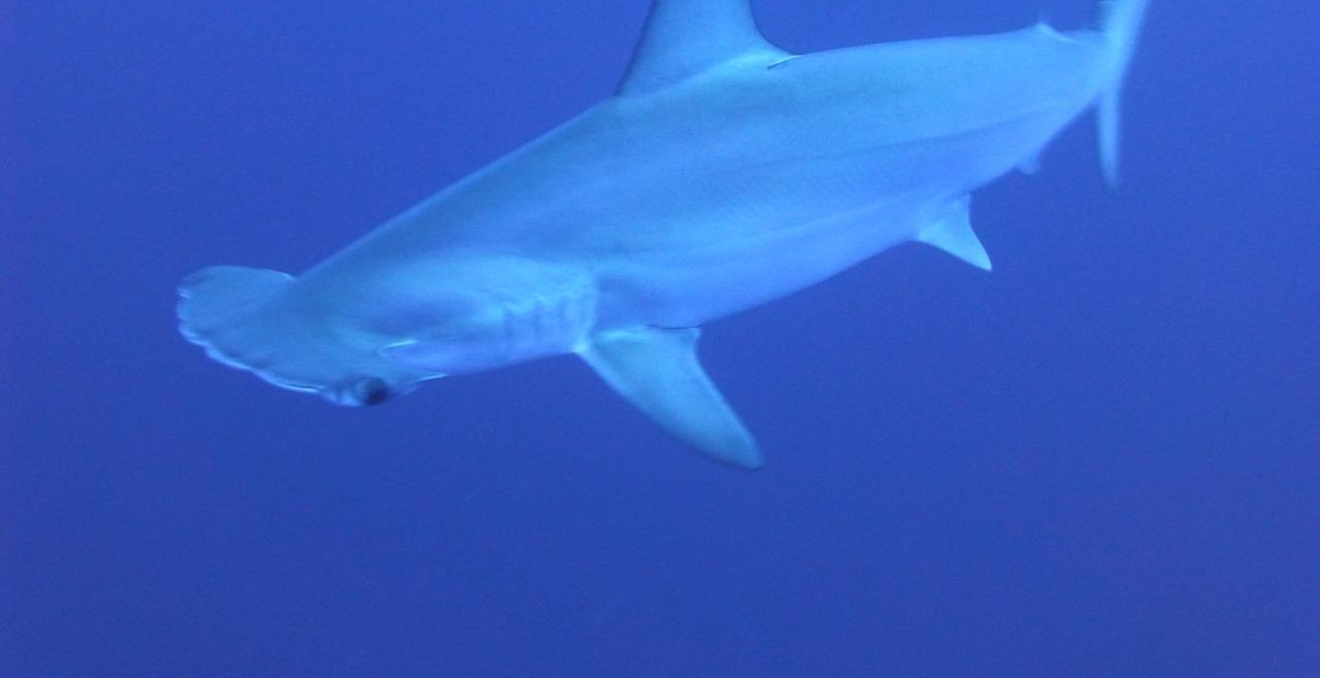 hammerhead shark underwater