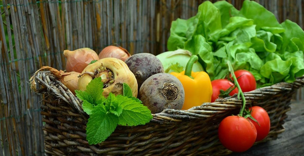 harvesting garden vegetables