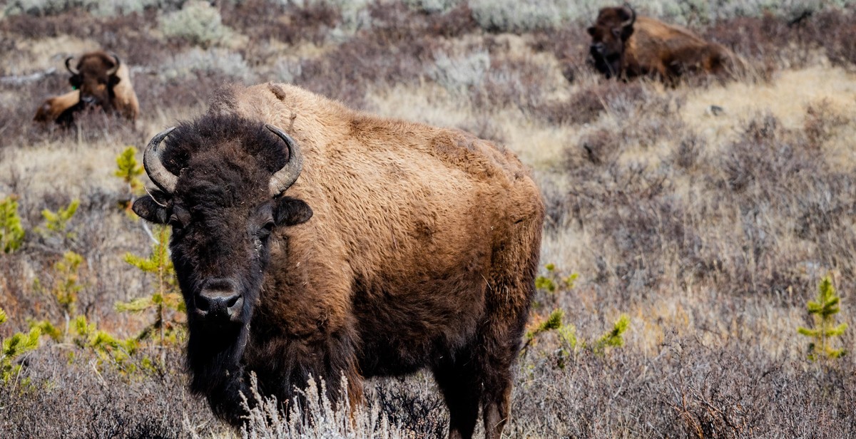 healthy buffalo herd