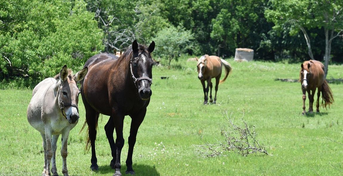 horse and donkey breeds