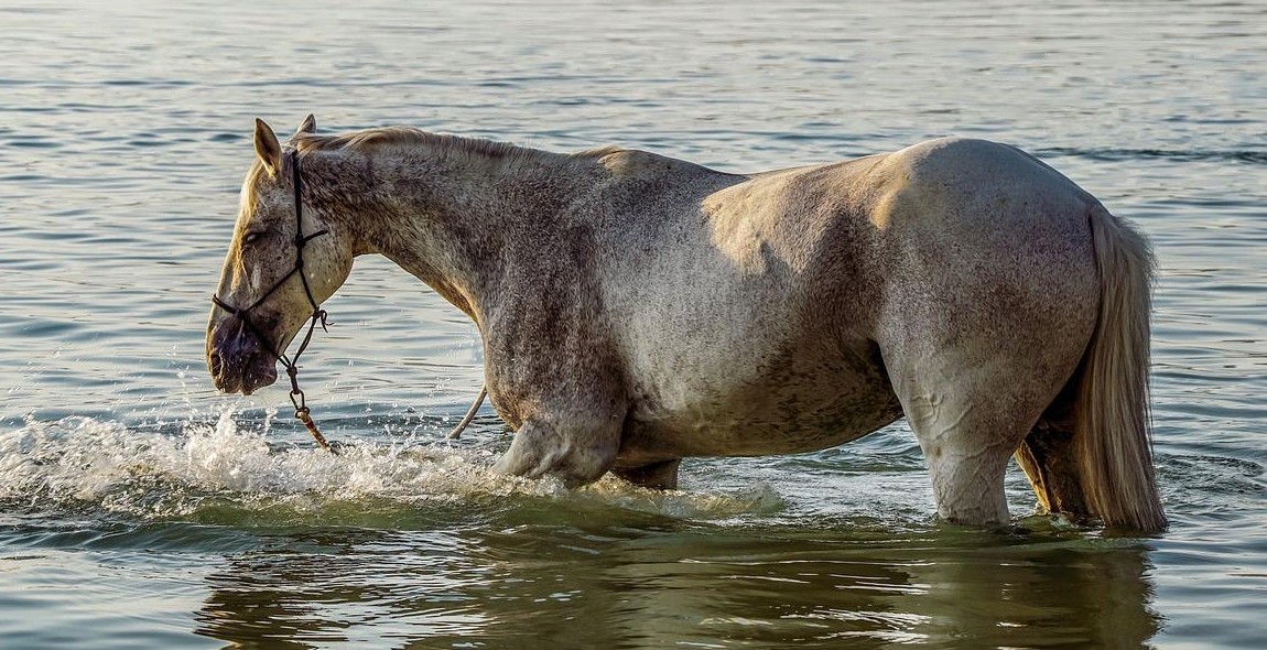 horse bathing