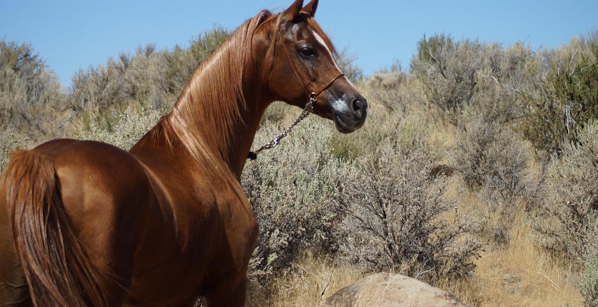 horse brushing