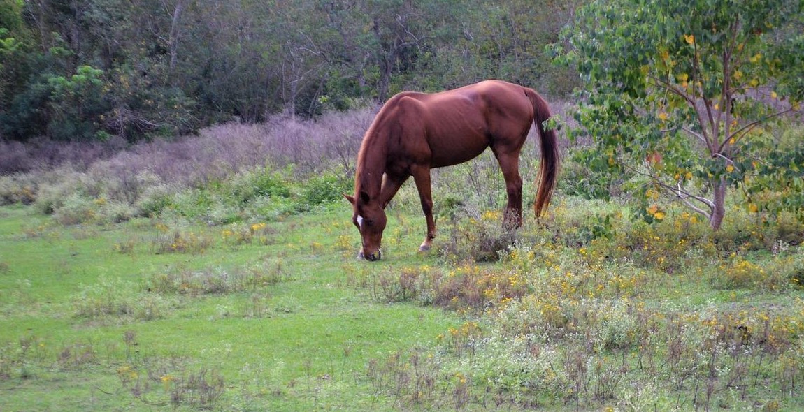 horse mane care