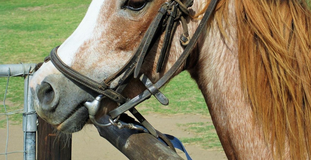 Horseback riding gear