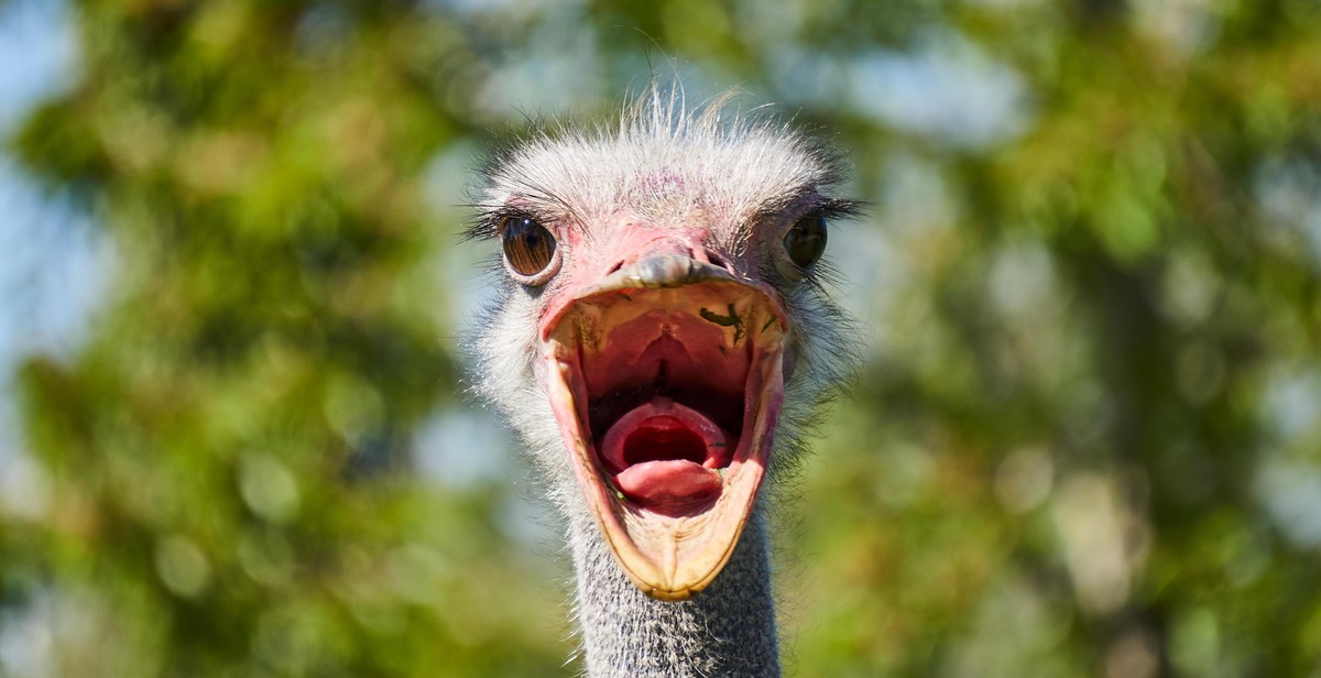 identifying ostrich species
