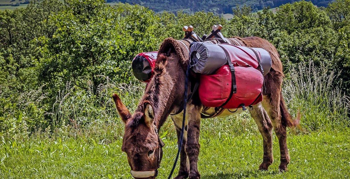 mule feeding