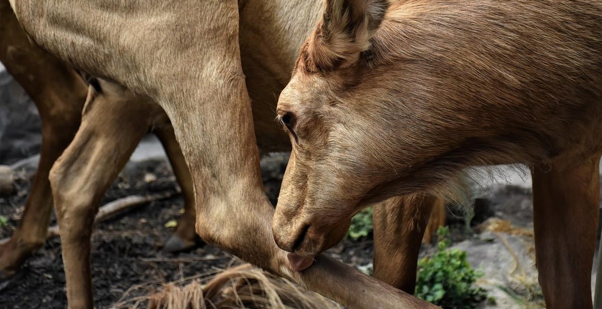 mule grooming