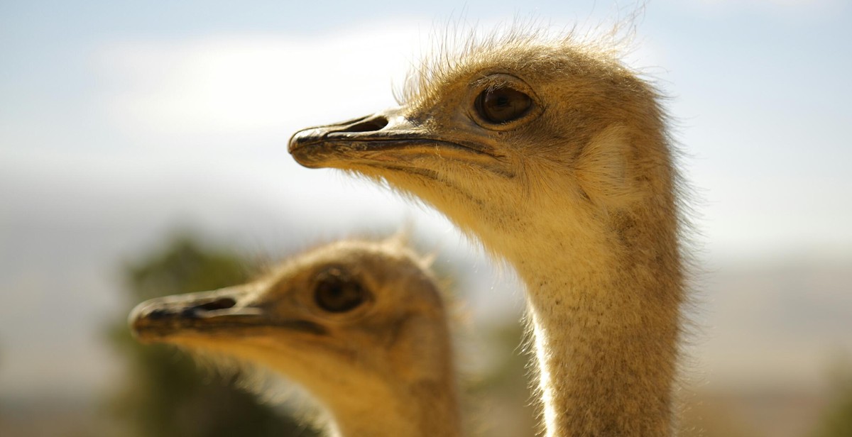 ostrich breeding strategies