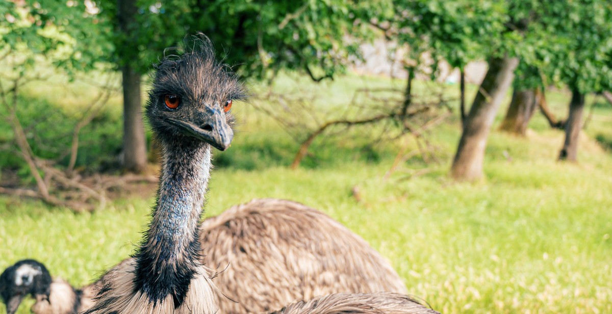 ostrich breeds