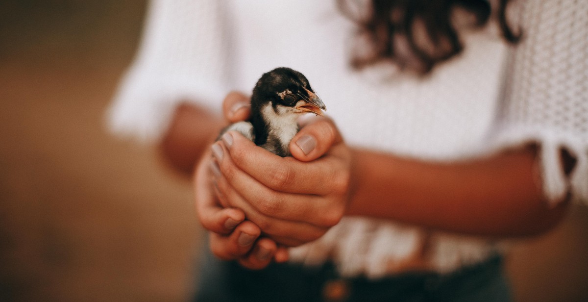 ostrich chick care