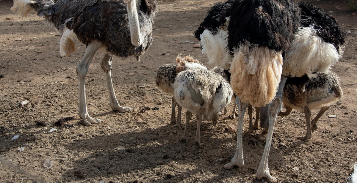 ostrich farm facilities