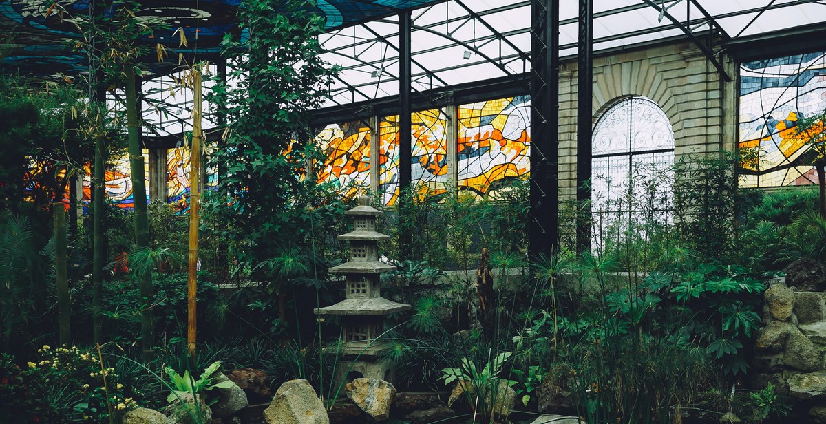 pond plants