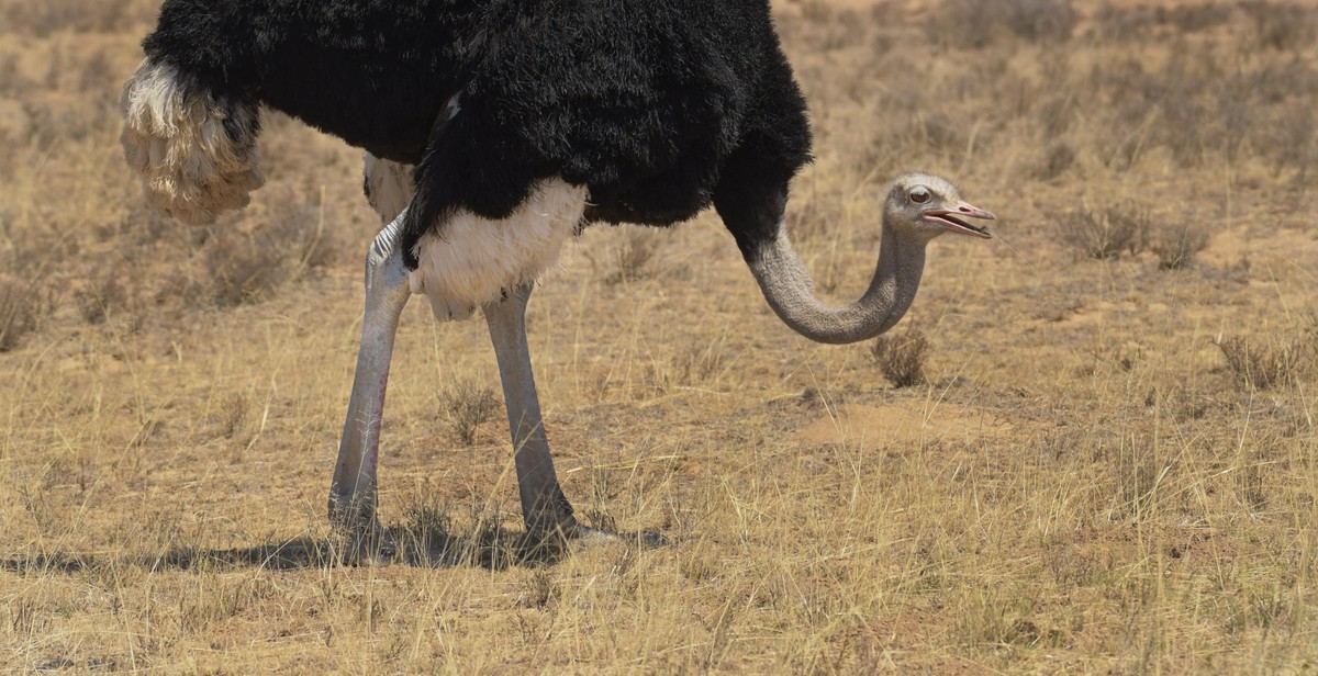 popular ostrich breeds