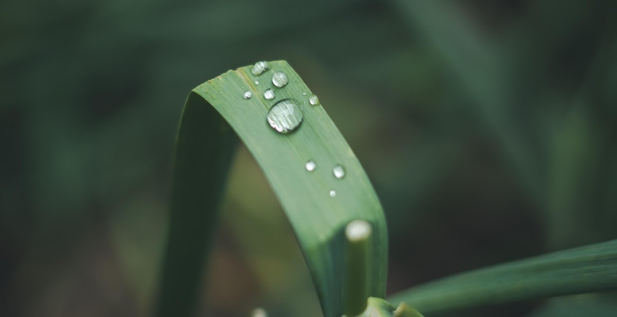 rain gauge network