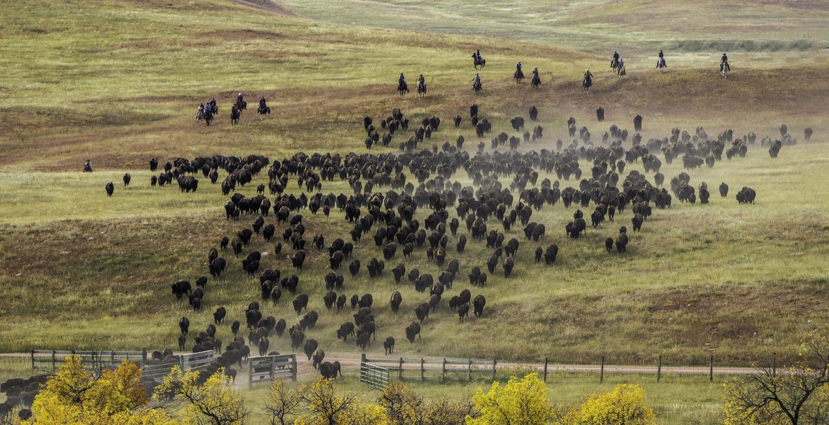 record keeping buffalo farm