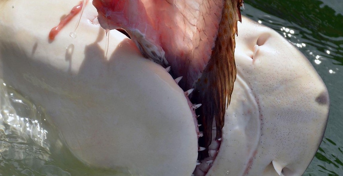 shark teeth close up