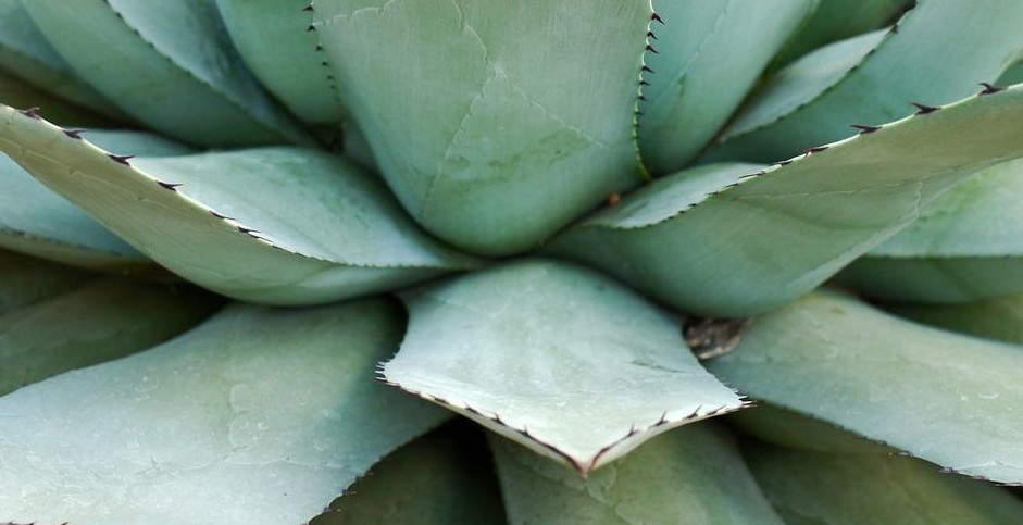 succulent watering