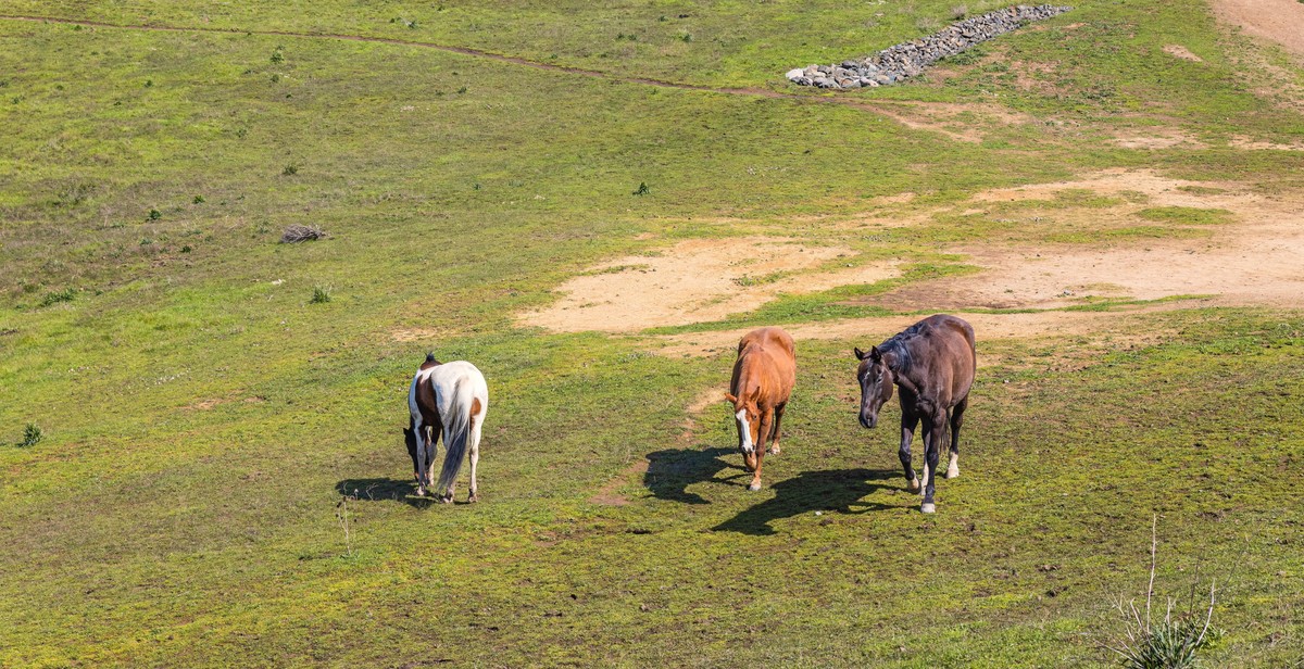 sustainable pasture management buffalo grazing