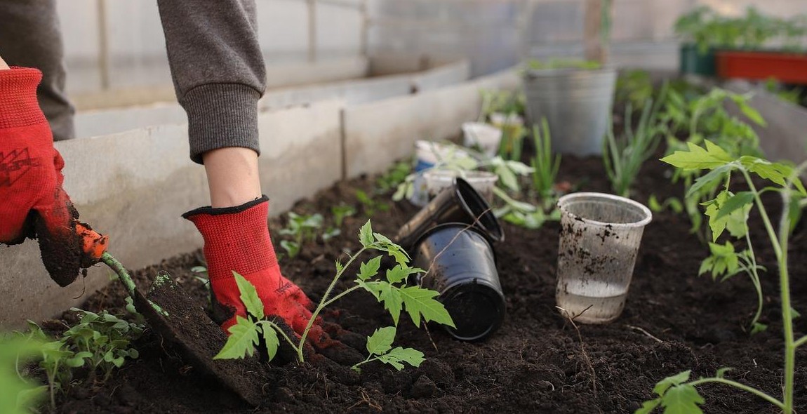 vegetable garden soil