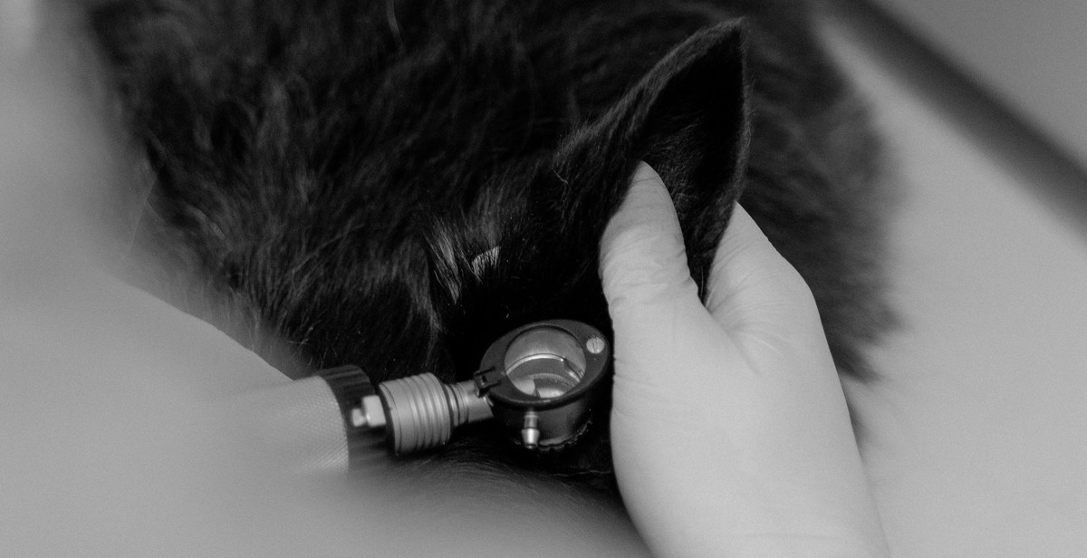 veterinarian checking buffalo