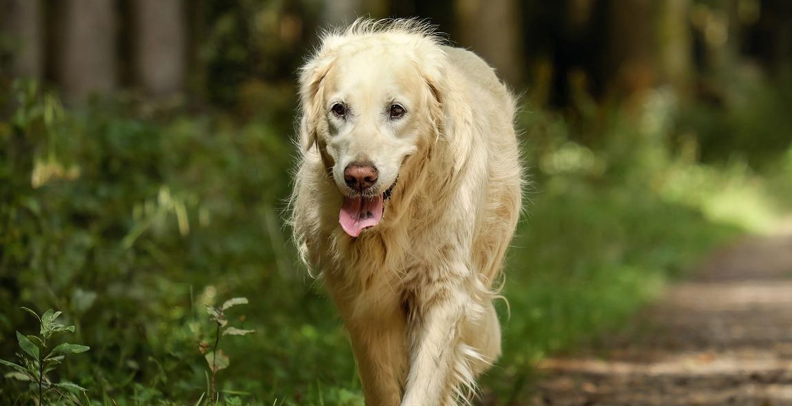 well-behaved dog