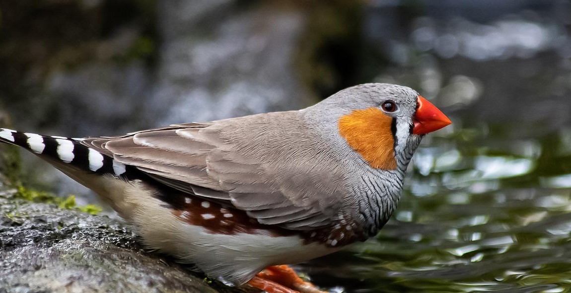 zebra finch