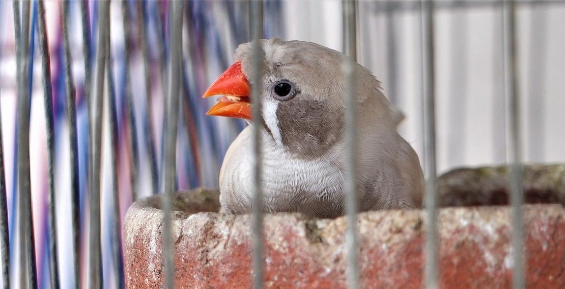 zebra finch food